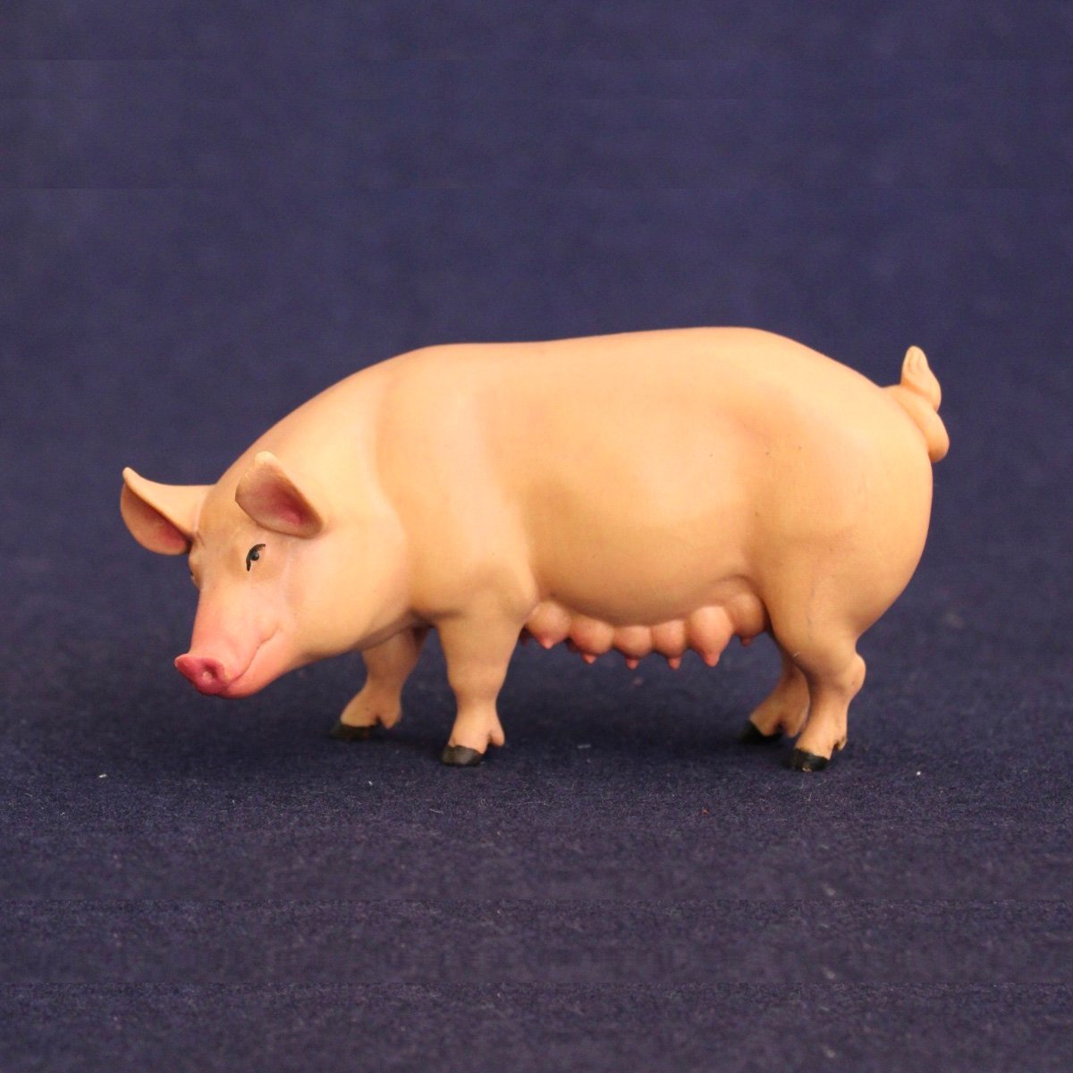 Scrofa